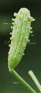   Fruit (Anthocarp)